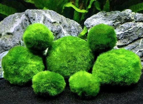 Marimo moss balls - balls, beautiful