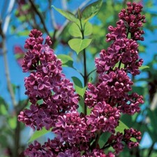 SYRINGA LILAC CHARLES JOLY