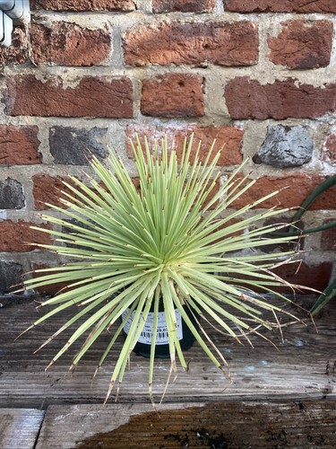 Agave stricta hedgehog - agave,