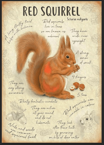 Red squirrel metal sign - red,