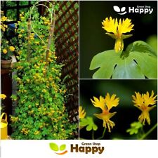 NASTURTIUM - CANARY CREEPER - 40 SEEDS - Tropaeolum peregrinum - CLIMBER FLOWER