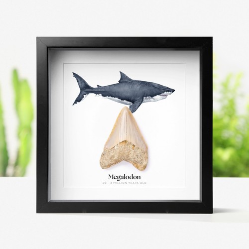 Framed inch real megalodon - framed,