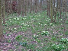 Photo A1 Anemones in Lower