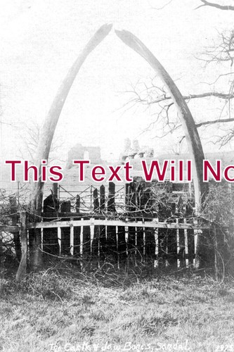10088 whale bone - -,