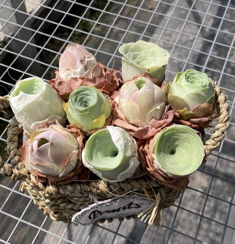 Mixed aeonium aureum - mixed, (mountain