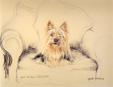 YORKSHIRE TERRIER YORKIE DOG