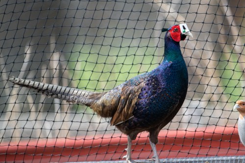 Melanistic mutant pheasant - melanistic,