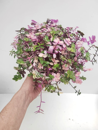 Callisia repens bianca - callisia,