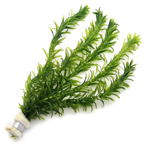Elodea densa 1 bunch - densa,