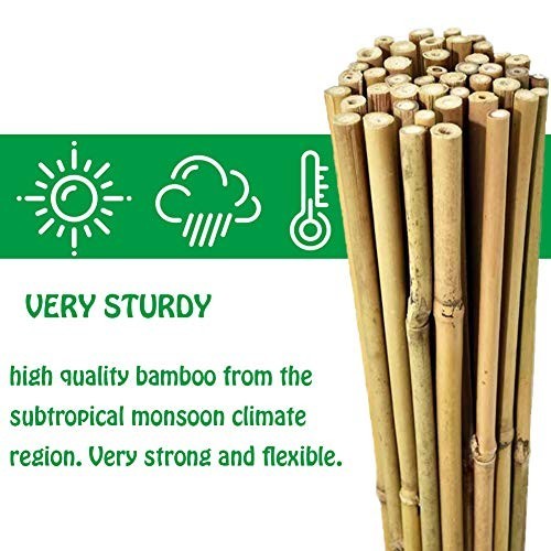 5ft strong bamboo canes heavy - 5ft,