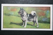 ELKHOUND   Early 1960's Portrait Card  EE05