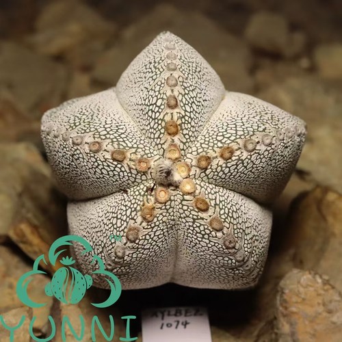 Sale 8cm rare plant cacti - sale,