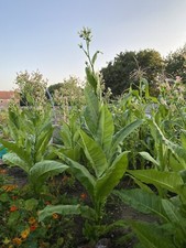 🍃 Tennessee Burley Tobacco