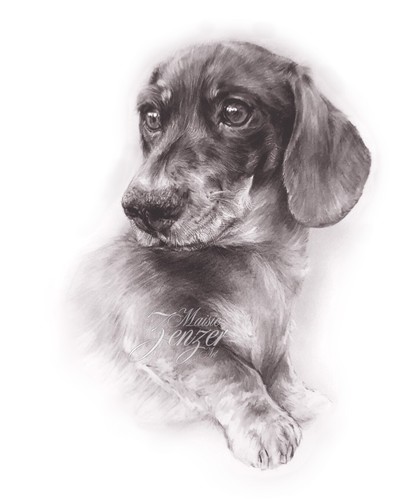 Pet portraits custom - portraits,
