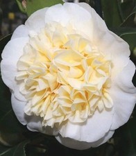 Camellia 'Brushfield's Yellow'