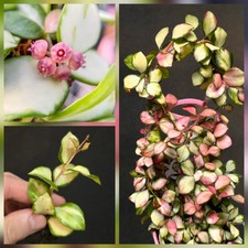 Rare Hoya Heuschkeliana