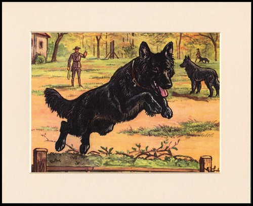 Belgian shepherd dog - belgian, art