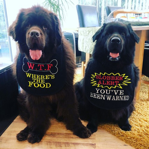 Big dog newfoundland - big,