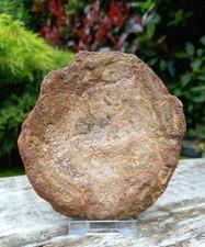 Fossil Ichthyosaur  Vertebrae