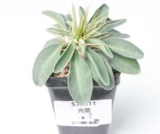 Pot 6.5cm Rare Cacti
