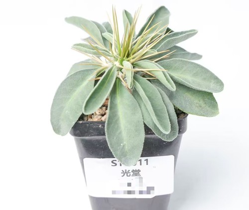 Pot 5cm rare cacti - pot,
