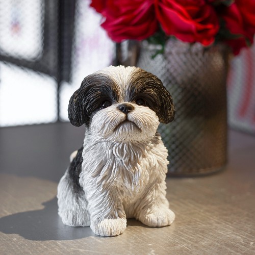 Soreal black shih - shih, sitting