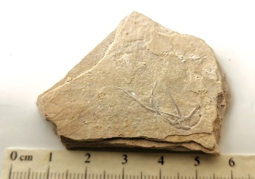 Brittlestar fossil star fish - brittlestar,,