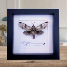 Framed macrocossus toluminus