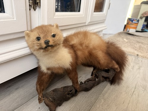 Taxidermy wall mounted - taxidermy,