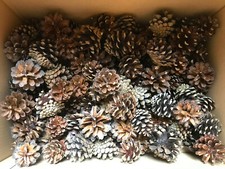 100+ Natural Quality Pine