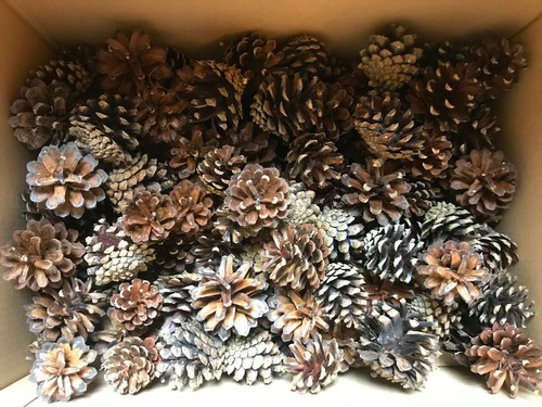 100 natural quality pine - 100+,