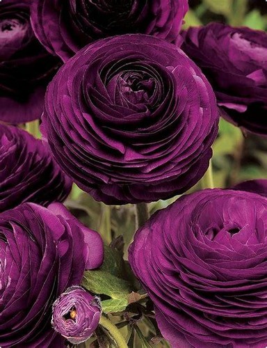 Ranunculus purple persian - 10,