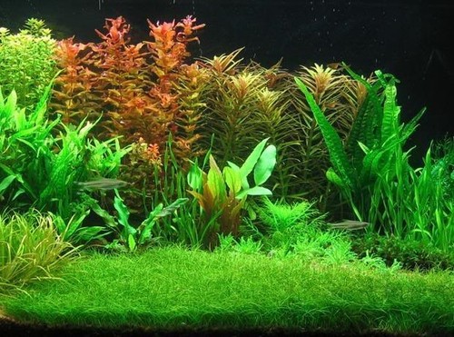 Eleocharis parvula dwarf - +,