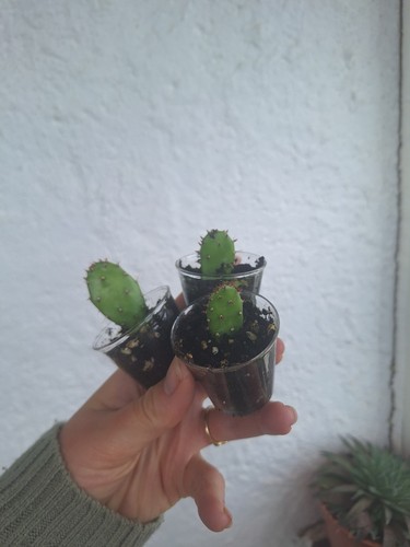 Prickley pear cactus babies - cactus,