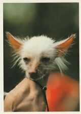 Russian fly card, 2007 - CHINESE CRESTED DOG