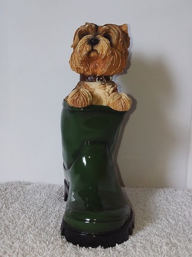 Leonardo yorkshire terrier - yorkshire, in