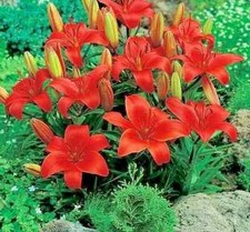5 x Dwarf Lilies - RED RUM -