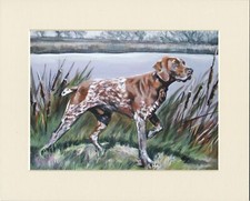 GERMAN SHORTHAIRED POINTER GREAT DOG PRINT MOUNTED READY TO FRAME