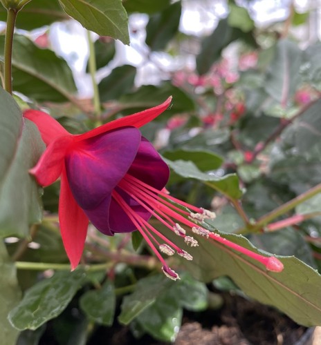 Fuchsia mrs popple plug - fuchsia,