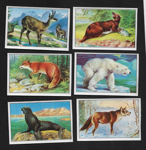 Arctic animals rare - arctic, helmstedt
