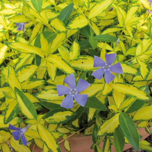 Vinca minor imagine medium - minor,