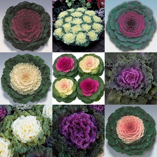 Ornamental cabbage colourful - ornamental,