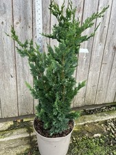 Lawson Cypress 'Wisselii' -