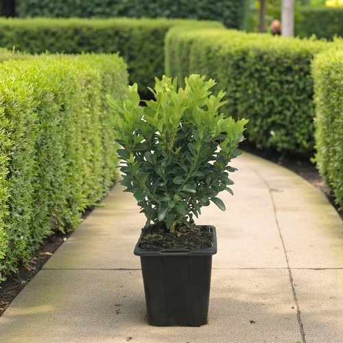 Buxus sempervirens plants - sempervirens,