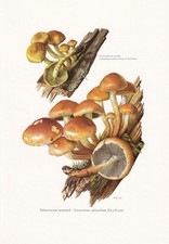 1960s BRICK CAP MUSHROOM Print - Wall Art Cottagecore - 7.5 x 10.6 Inches