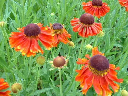 Helenium moerheim beauty a - helenium,