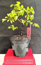 SILVER BIRCH BONSAI MAT'L 10"