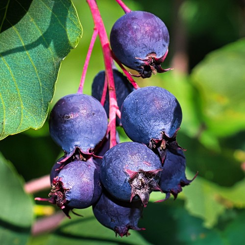 Saskatoon thiesson fruit plant - saskatoon,