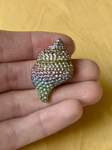 Beautiful bismuth shell - beautiful,