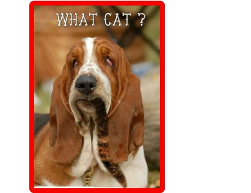 Funny dog basset hound - funny, ate